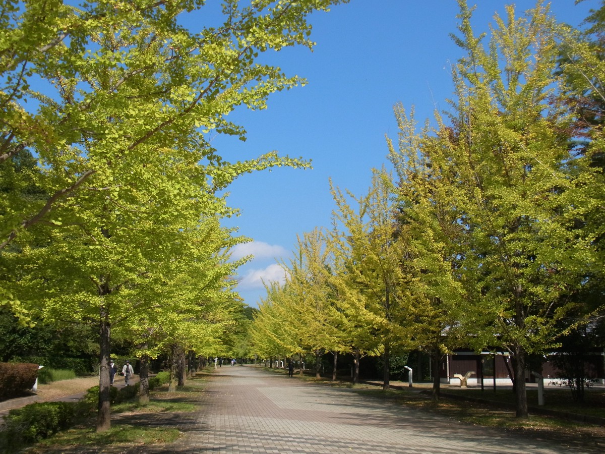 イチョウ並木紅葉情報　10月12日