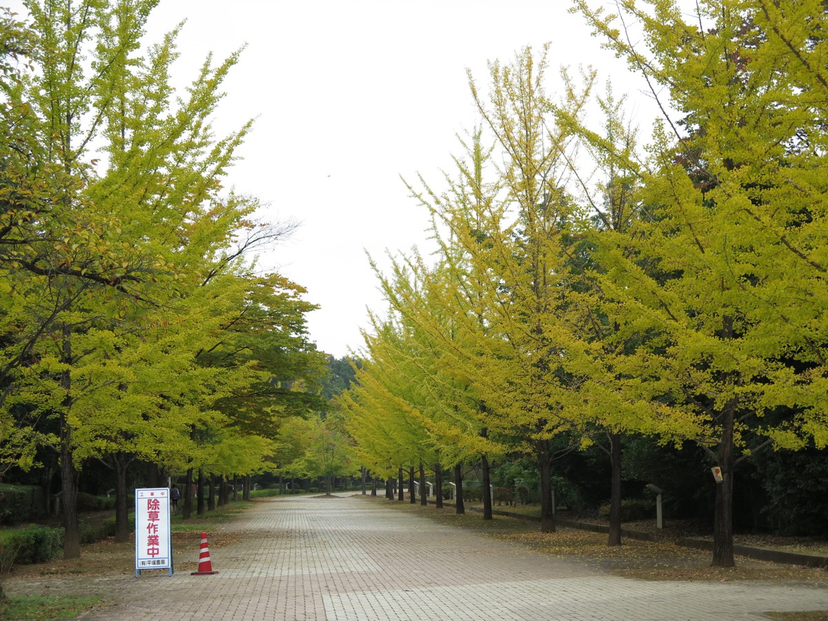 イチョウ並木紅葉情報　10月16日