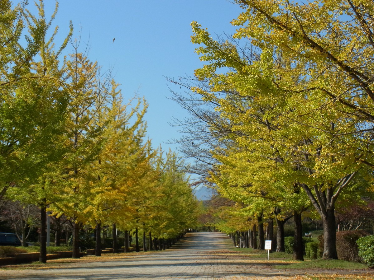 イチョウ並木紅葉情報　10月19日