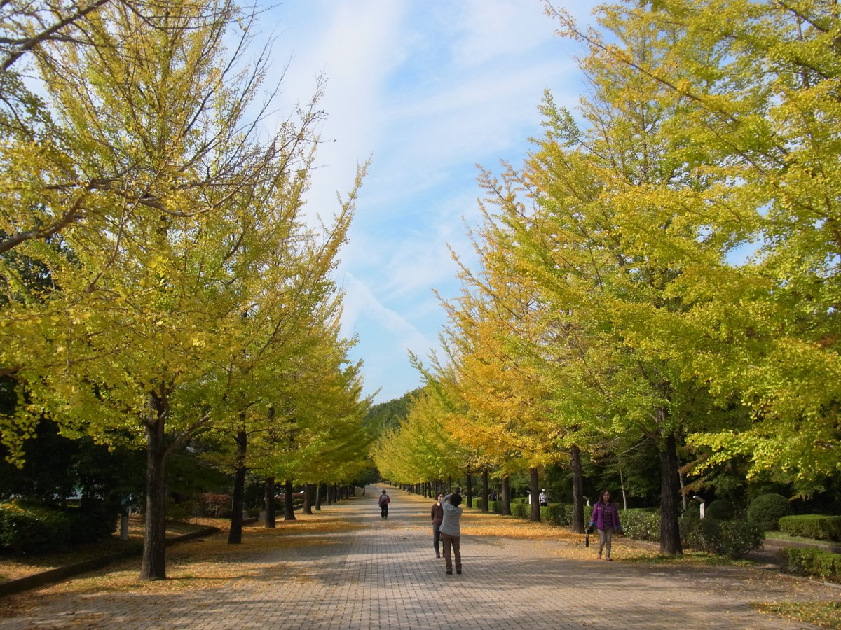 イチョウ並木紅葉情報　10月20日