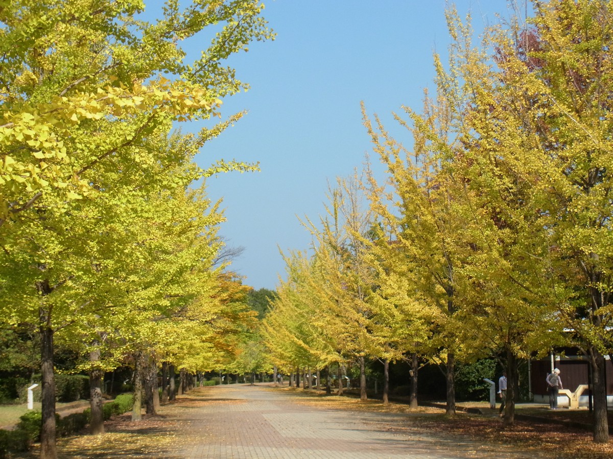 イチョウ並木紅葉情報　10月22日