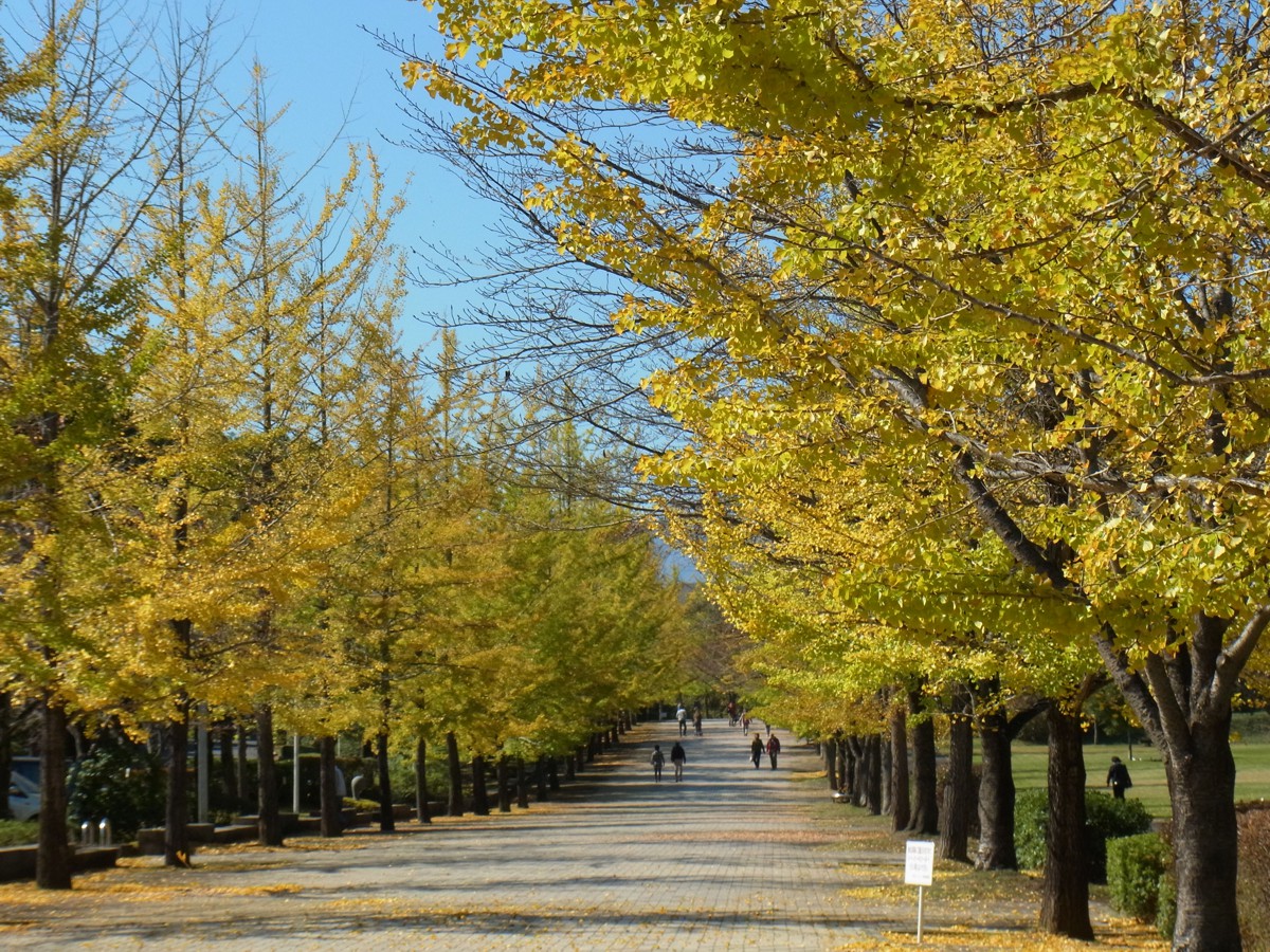 イチョウ並木紅葉情報　10月25日