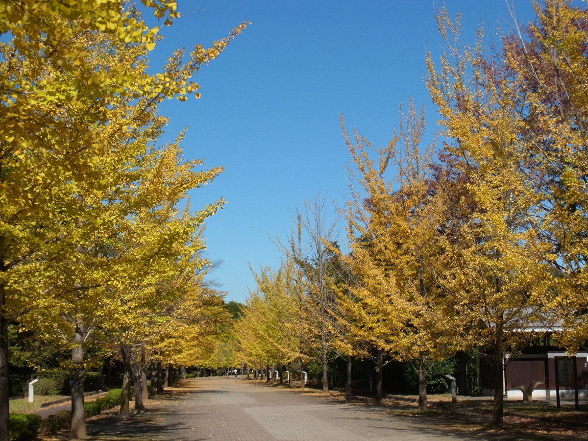 イチョウ並木紅葉情報　10月26日