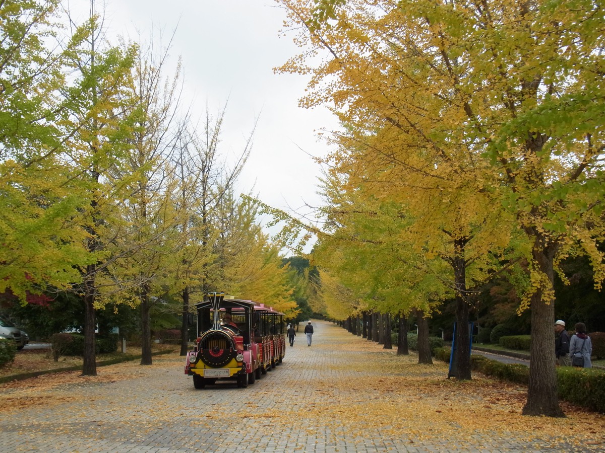 イチョウ並木紅葉情報　10月29日