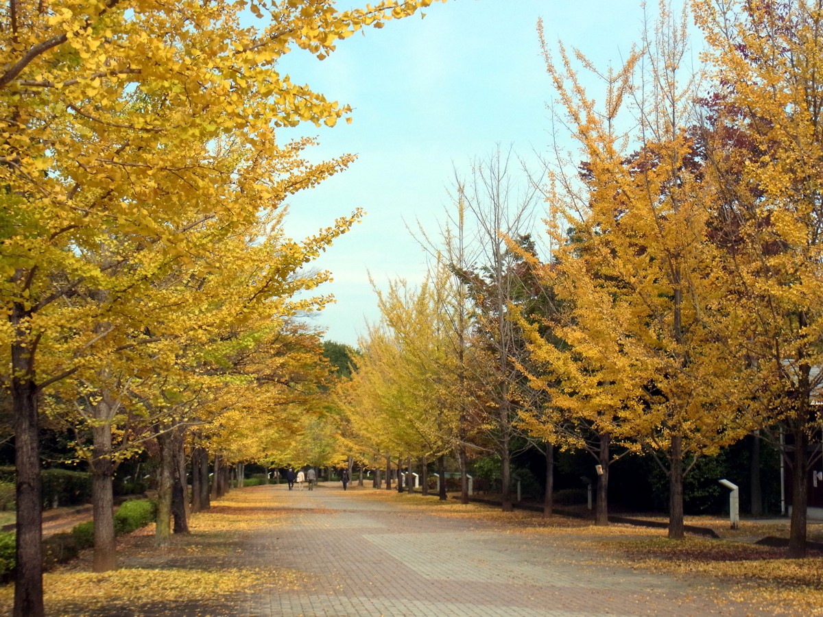 イチョウ並木紅葉情報　10月30日