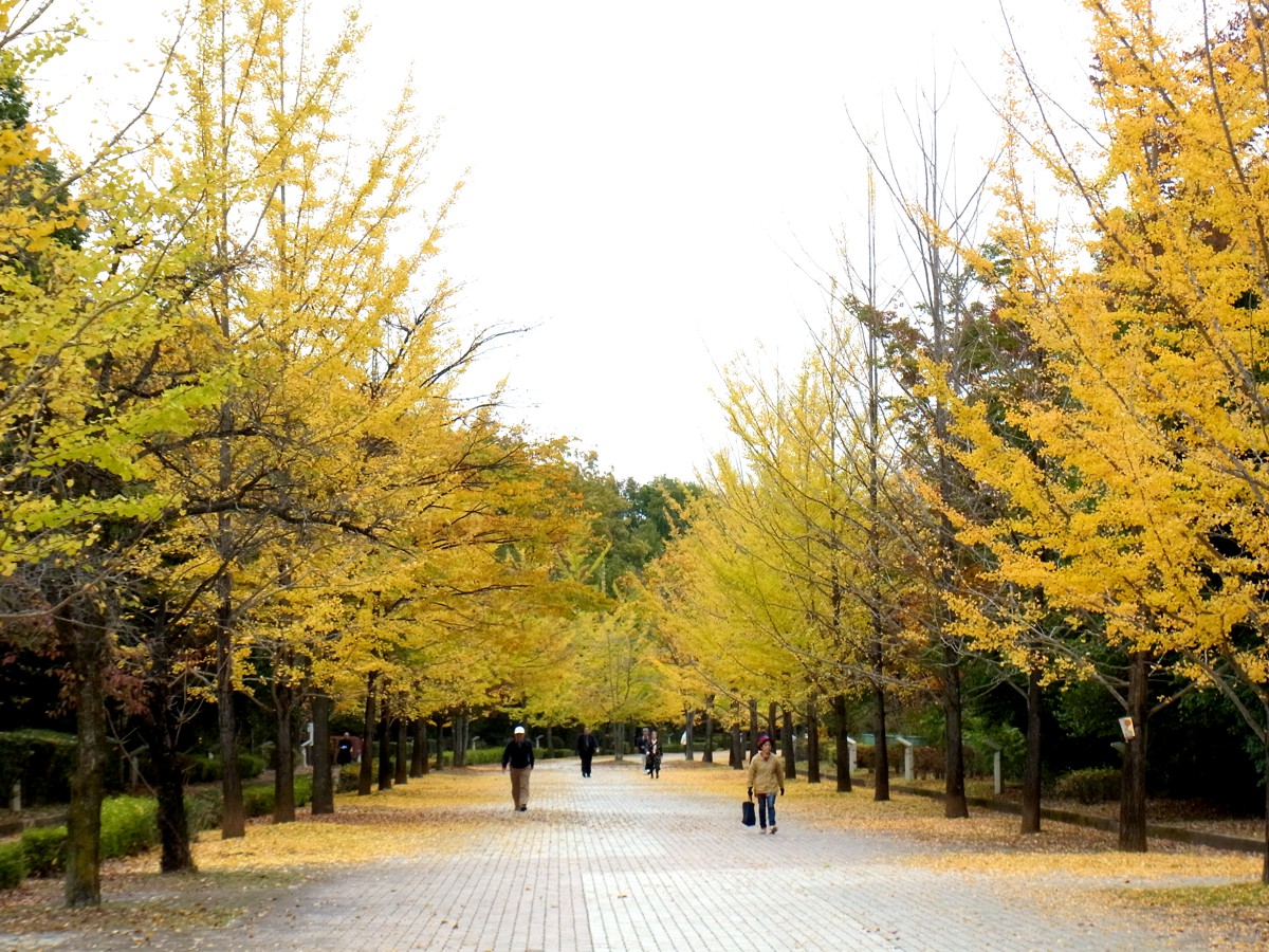 イチョウ並木紅葉情報　10月31日