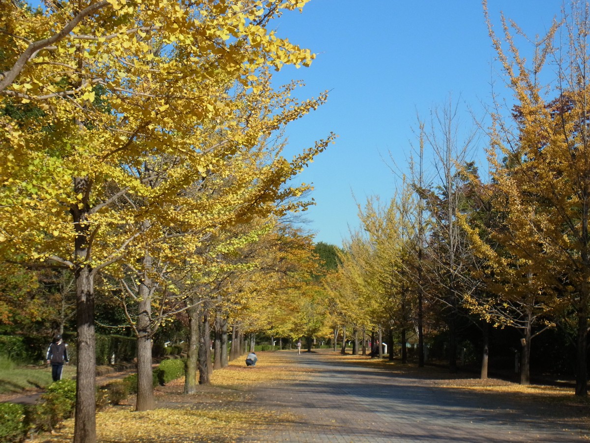 イチョウ並木紅葉情報　11月1日