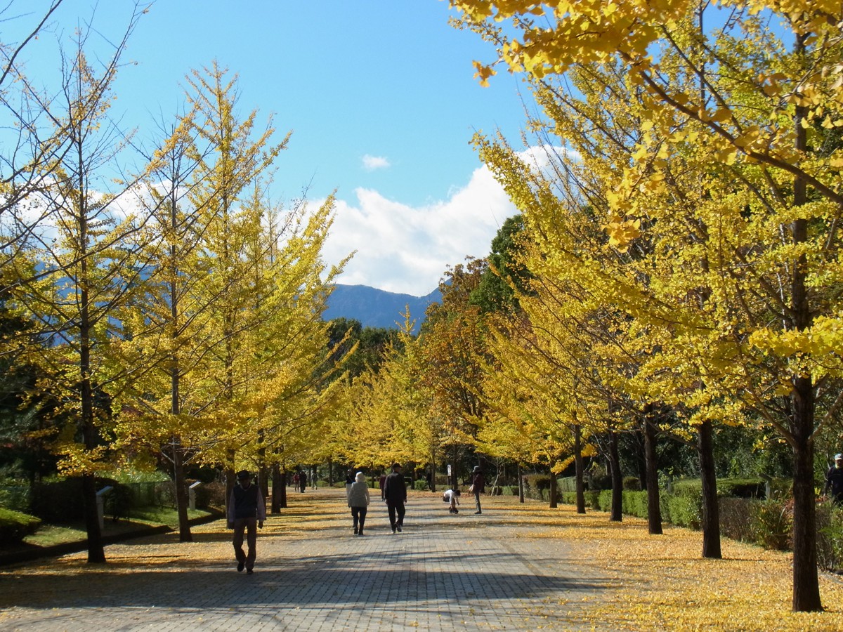 イチョウ並木紅葉情報　11月3日
