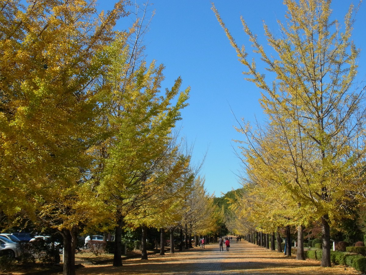 イチョウ並木紅葉情報　11月4日