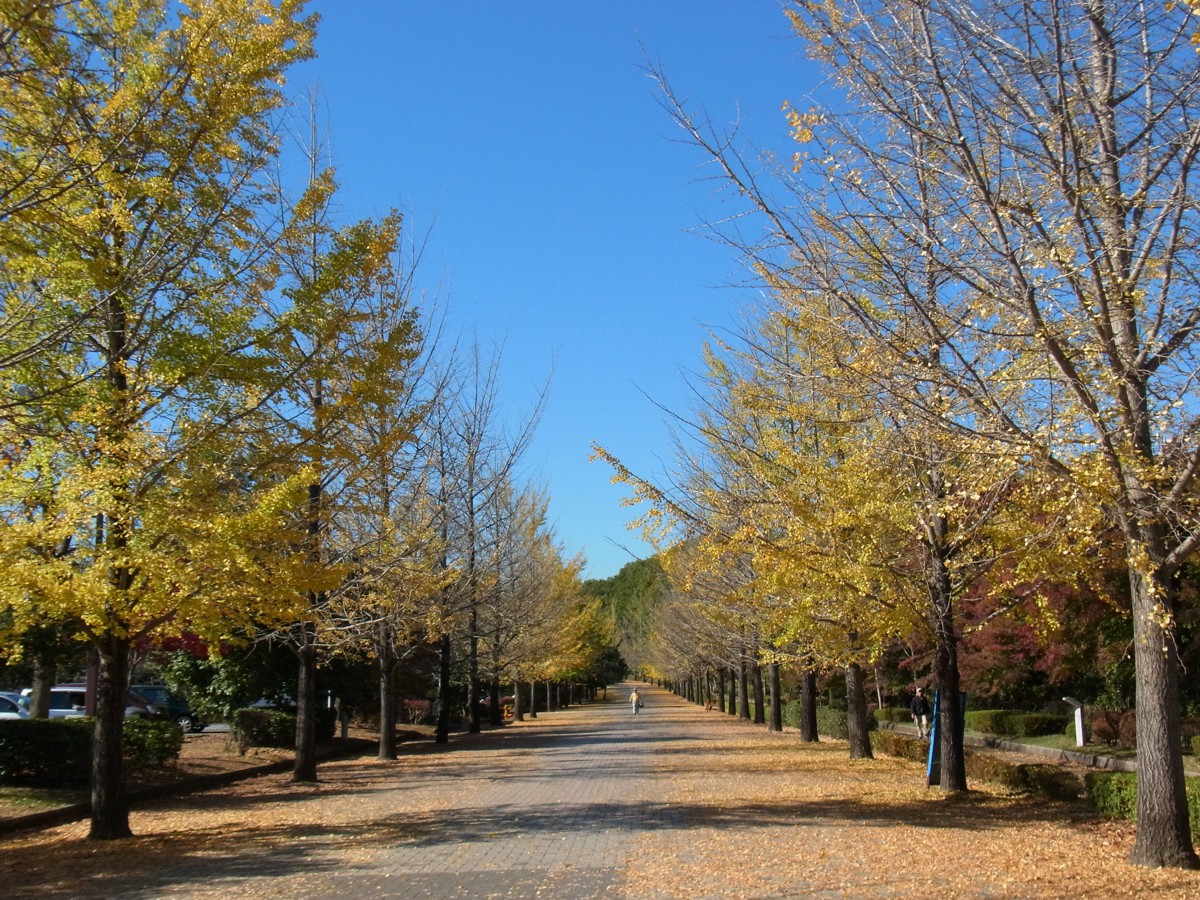 イチョウ並木紅葉情報　11月6日
