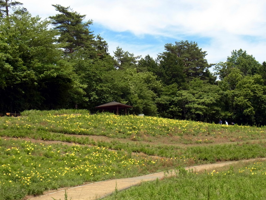 ヘメロカリス開花情報　６月４日