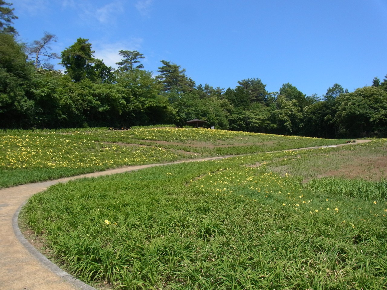 ヘメロカリス開花情報　６月１０日