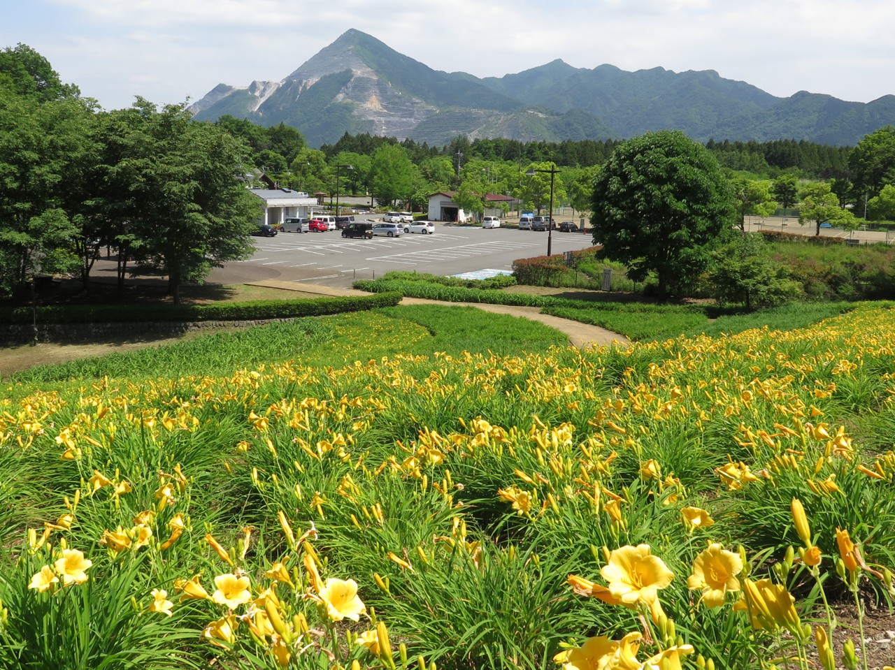 ヘメロカリス開花情報　6月1日