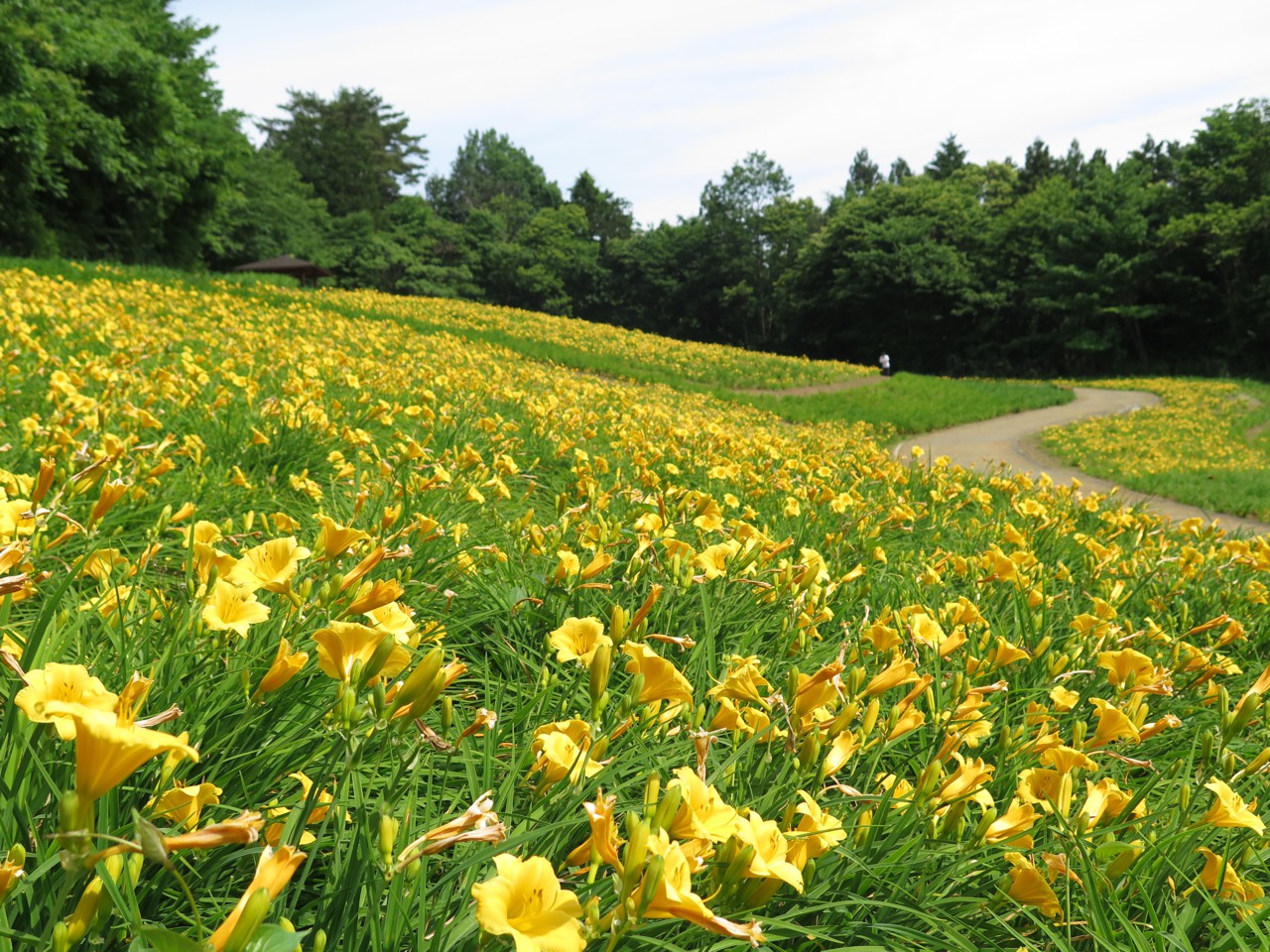 ヘメロカリス開花情報　6月4日