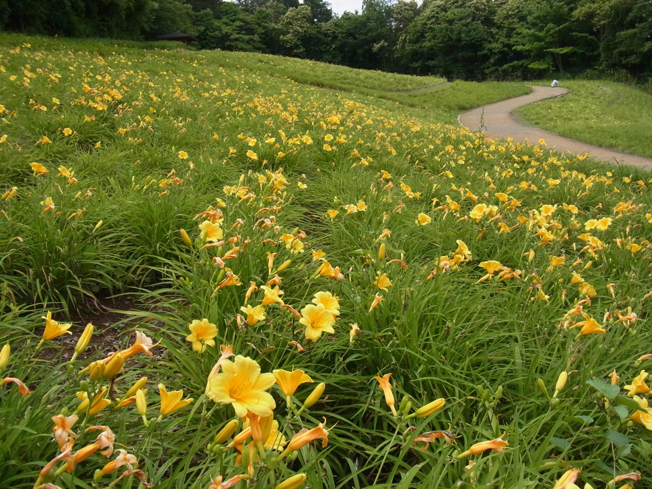 ヘメロカリス開花情報　6月14日