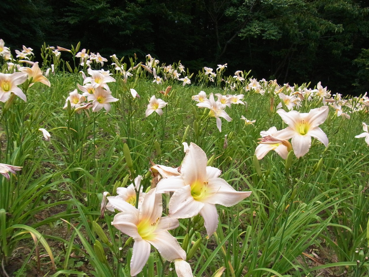 ヘメロカリス開花情報　6月27日