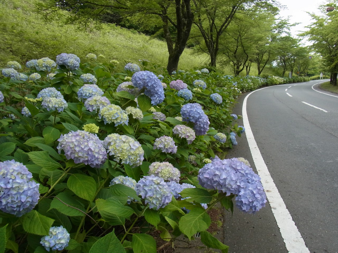 アジサイ開花状況　6月14日