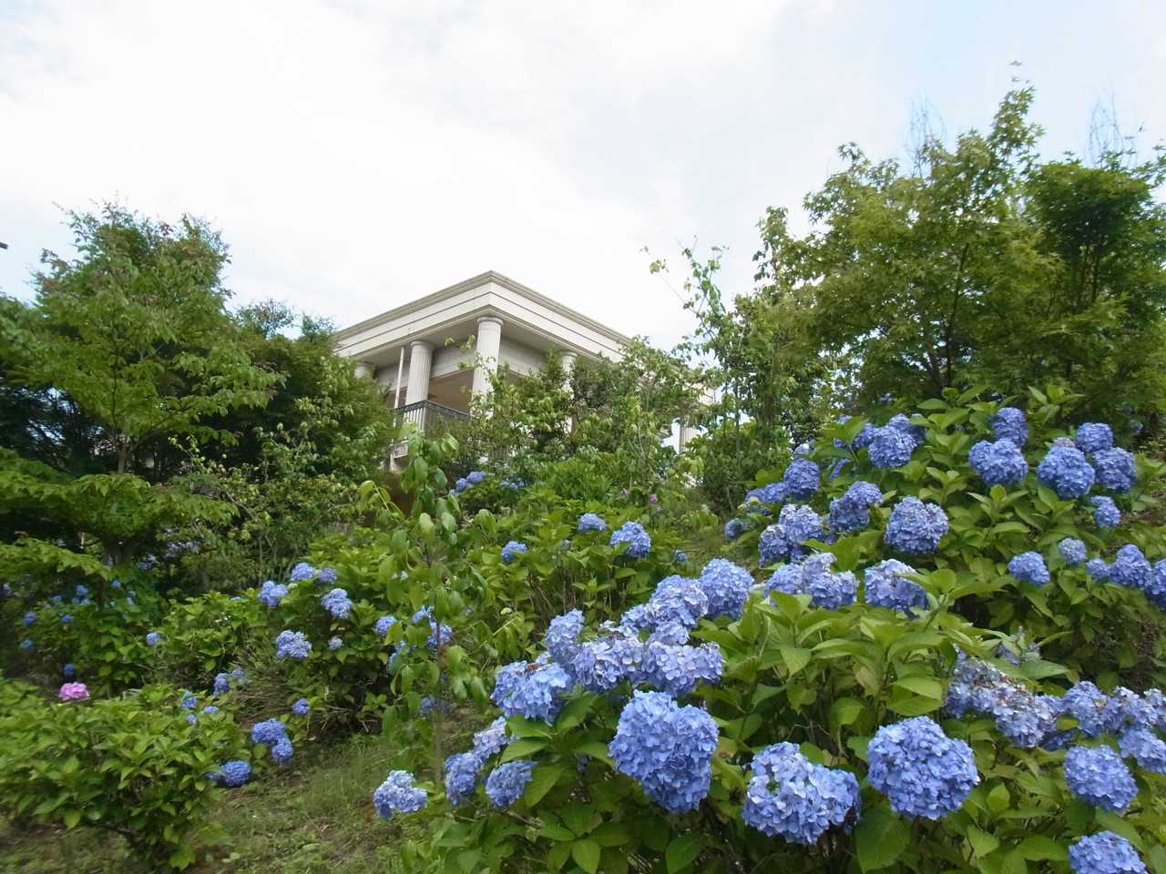 あじさい開花情報　６月２７日