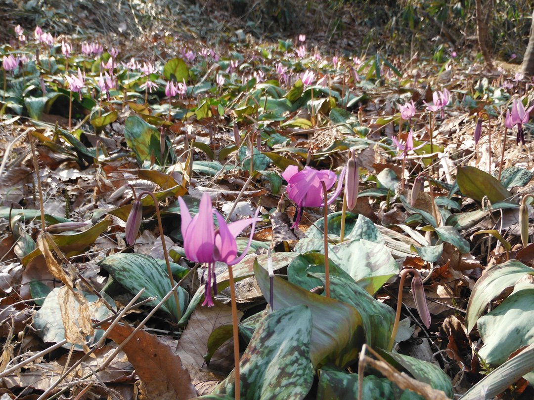 カタクリ開花情報