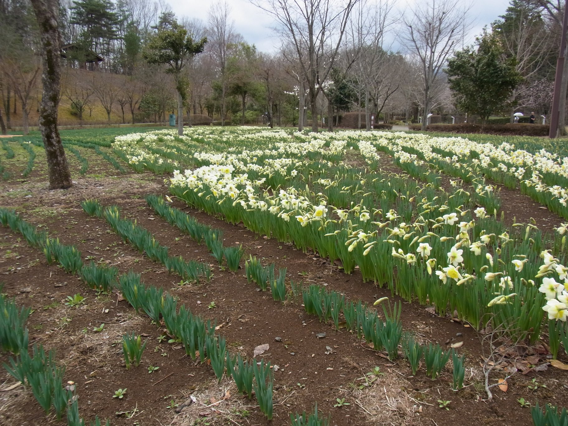 スイセンの開花状況　４月４日（曇）
