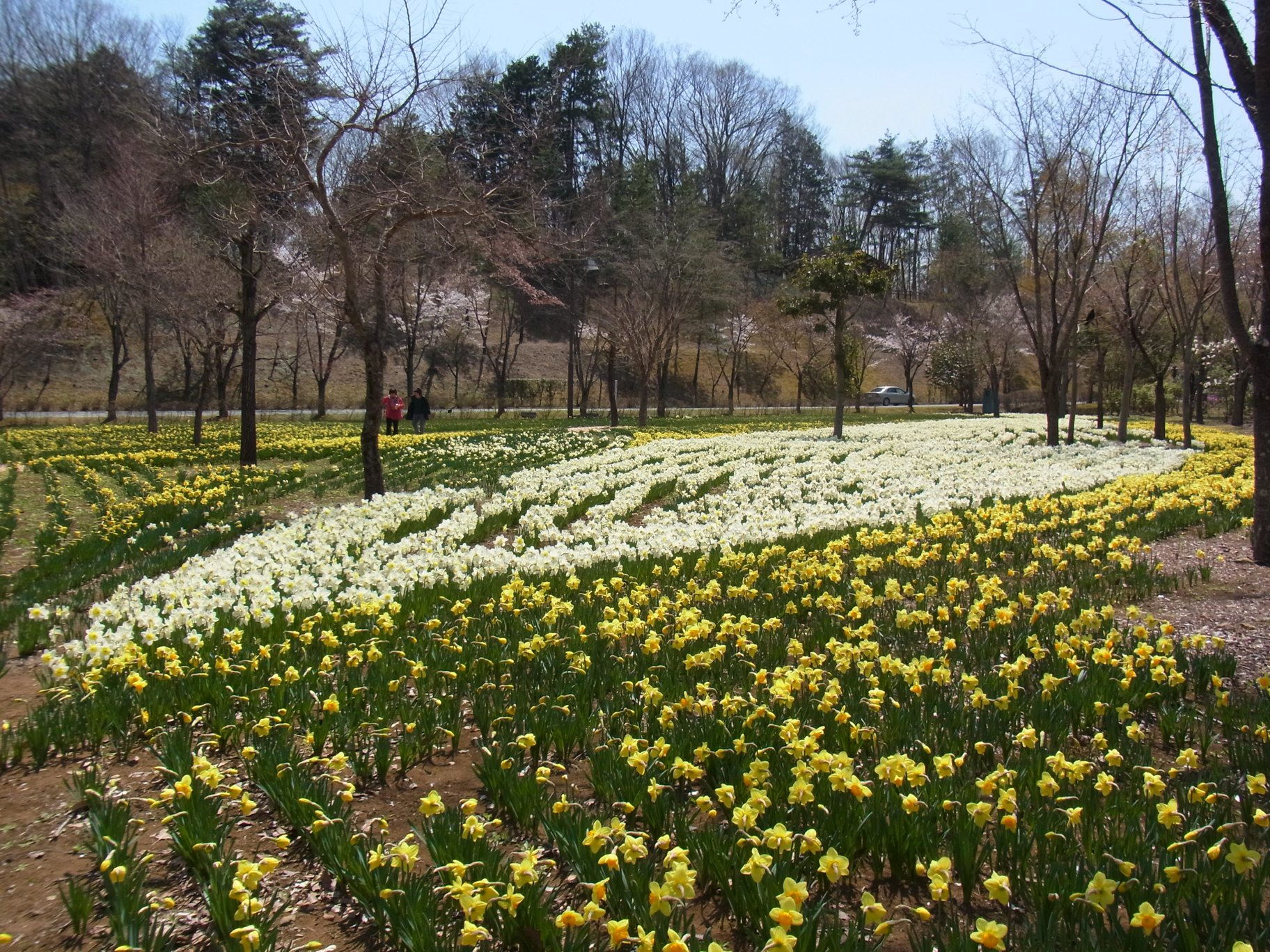 スイセンの開花状況　４月１１日（晴）