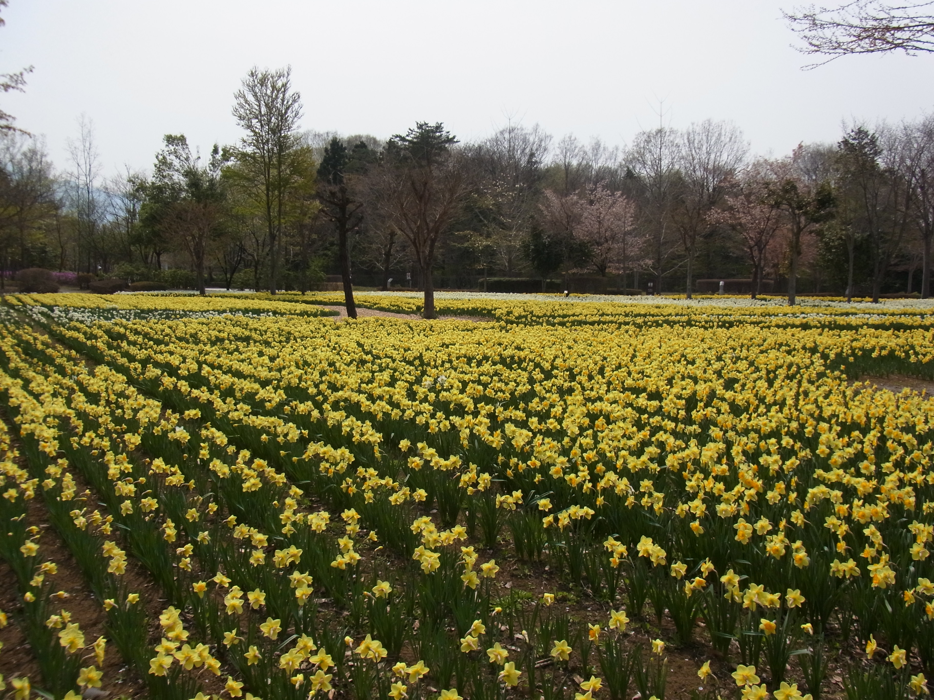 スイセンの開花状況　４月１６日（見頃）