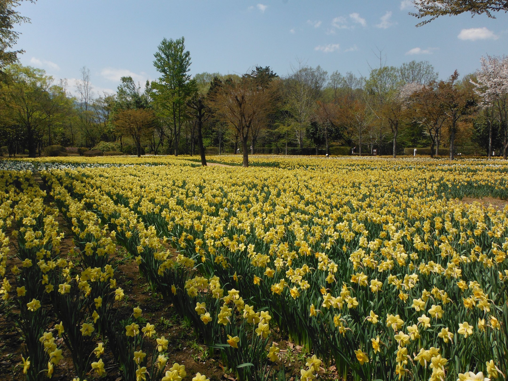 スイセンの開花状況　４月２３日（見頃過ぎ）