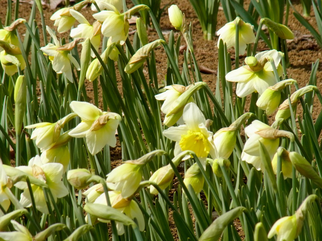 スイセンの開花状況　３月２３日（晴）