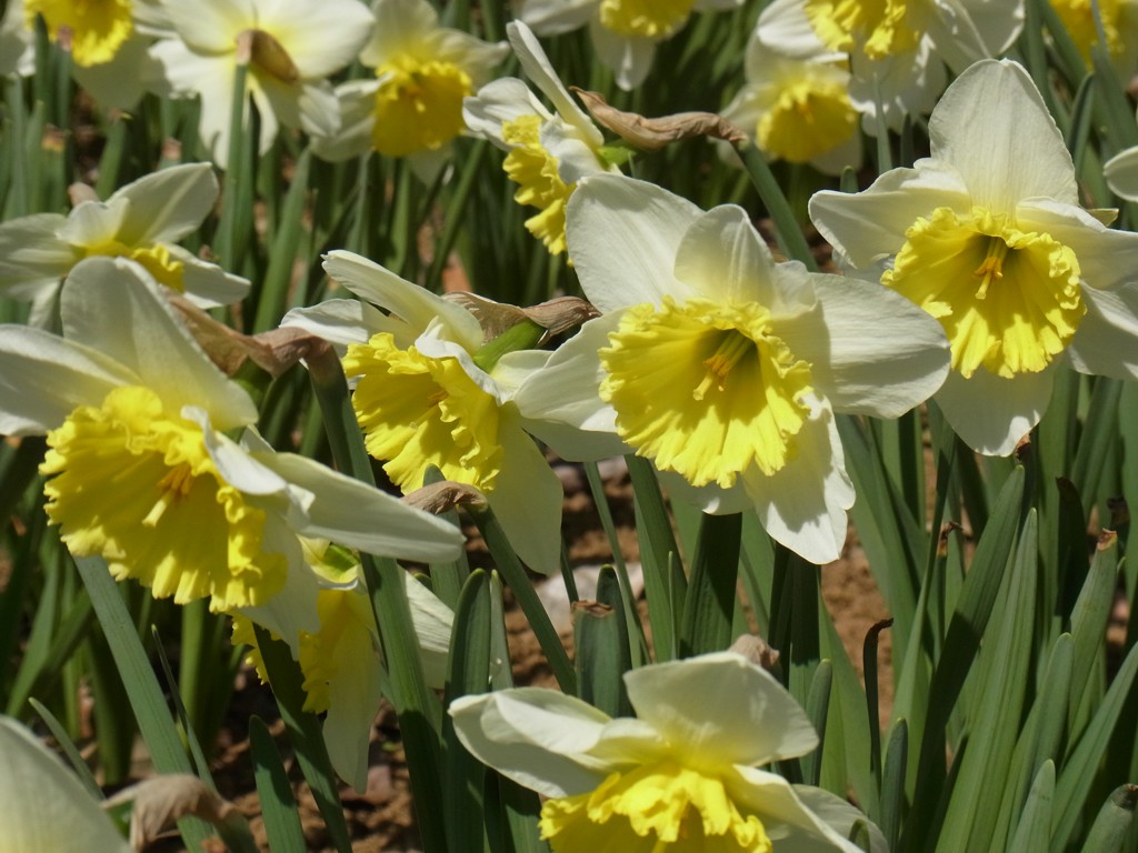スイセンの開花状況　３月３０日（晴）