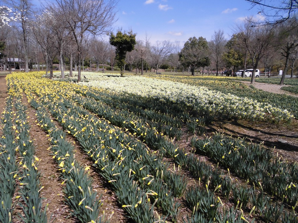 スイセンの開花状況　４月２日（晴）