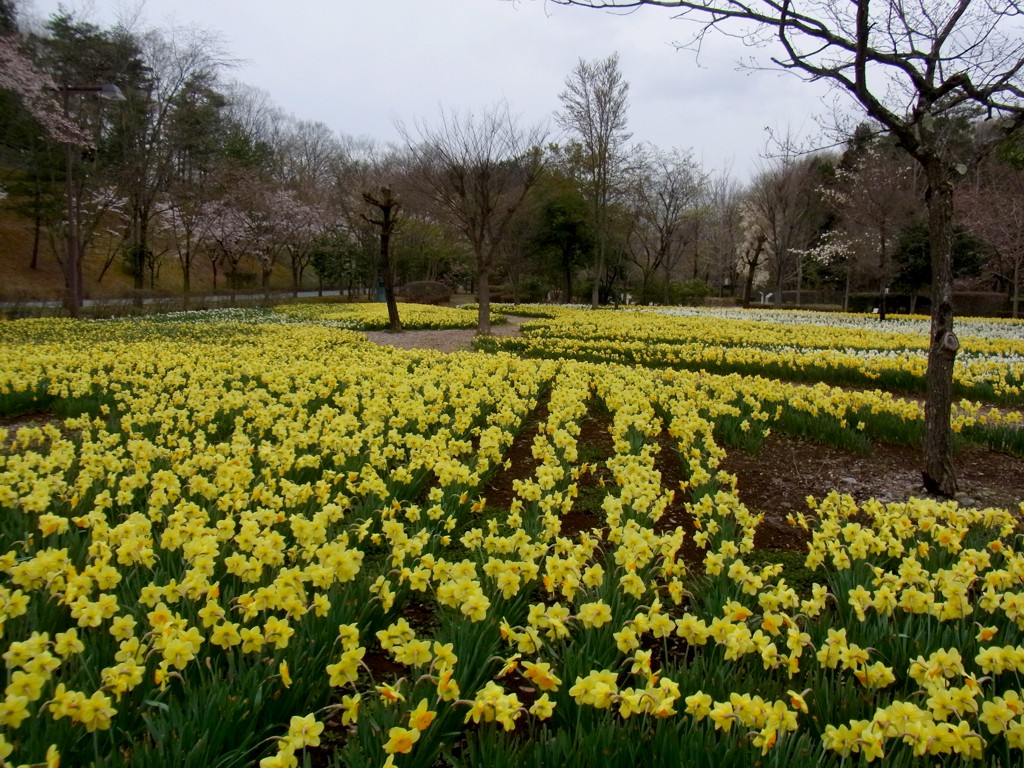 スイセンの開花状況　４月１０日（曇）