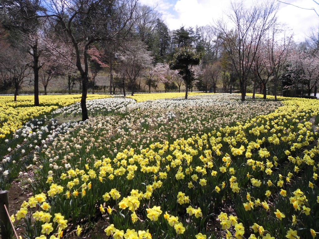スイセンの開花状況　４月１５日（晴）