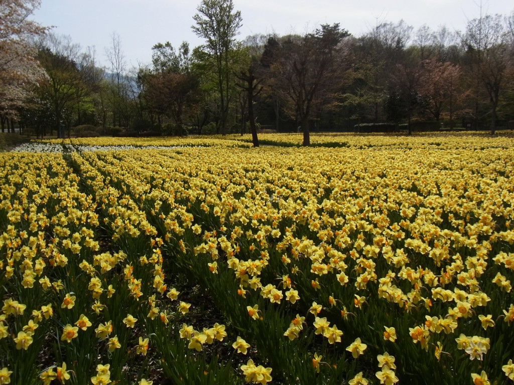 スイセンの開花状況　４月１８日（晴）