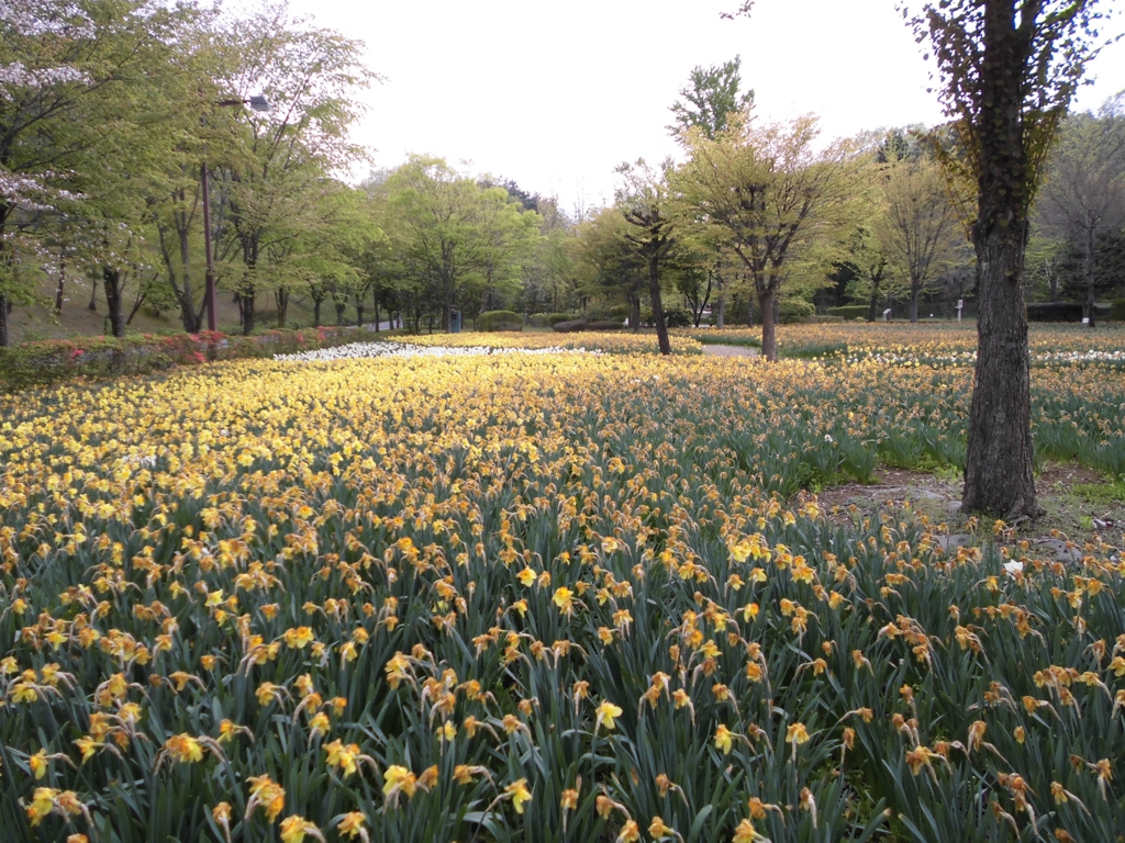 スイセンの開花状況　４月２４日（晴）