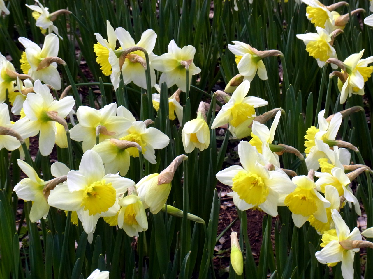 スイセンの開花状況　３月２９日（曇）