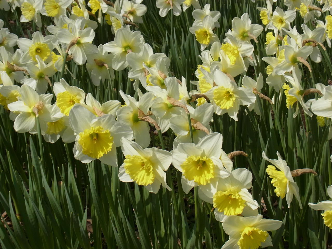 スイセンの開花状況　４月１日（晴）