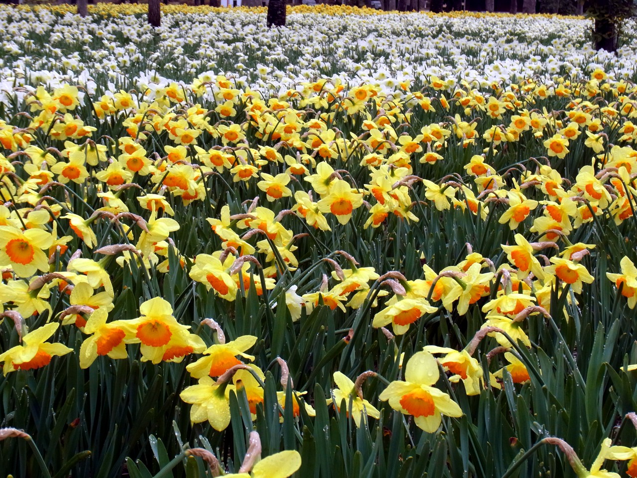 スイセンの開花状況　４月４日（曇）