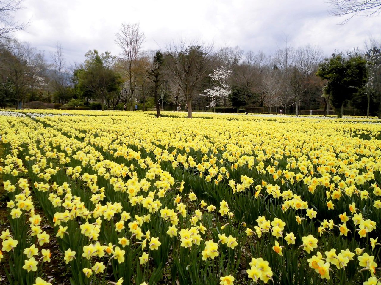 スイセンの開花状況　４月８日（曇）