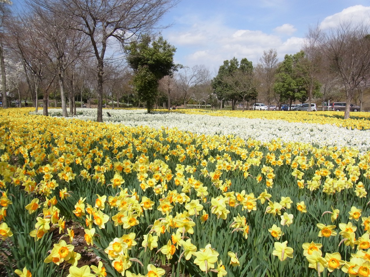 スイセンの開花状況　４月９日（晴）