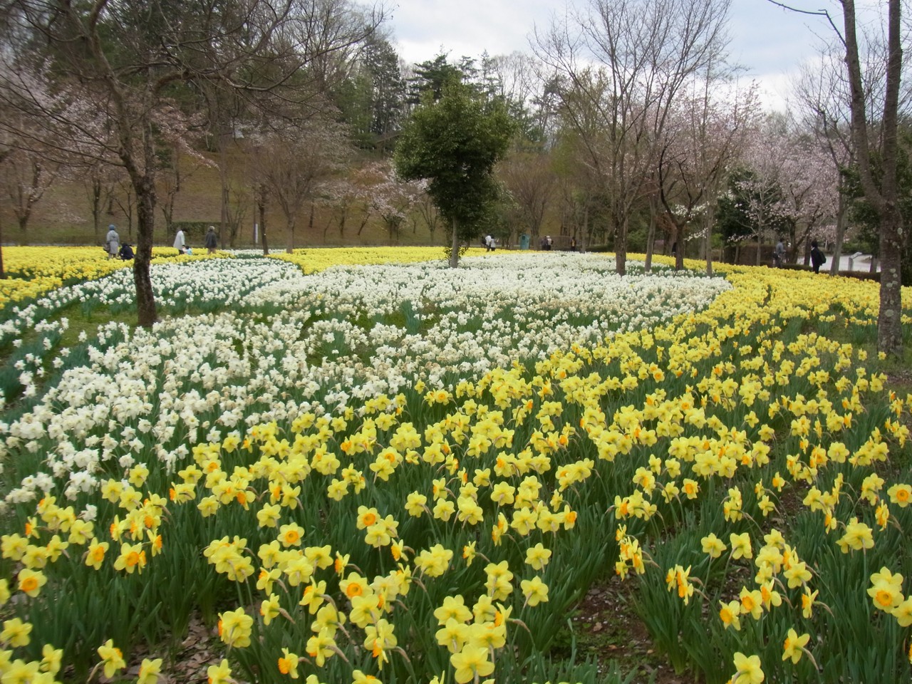 スイセンの開花状況　４月１３日（曇）