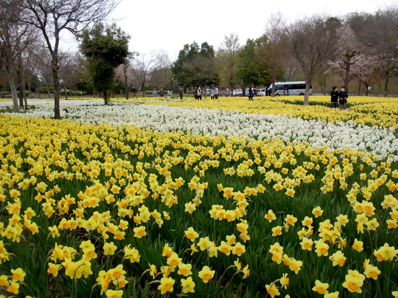 スイセンの開花状況　４月１７日（曇）