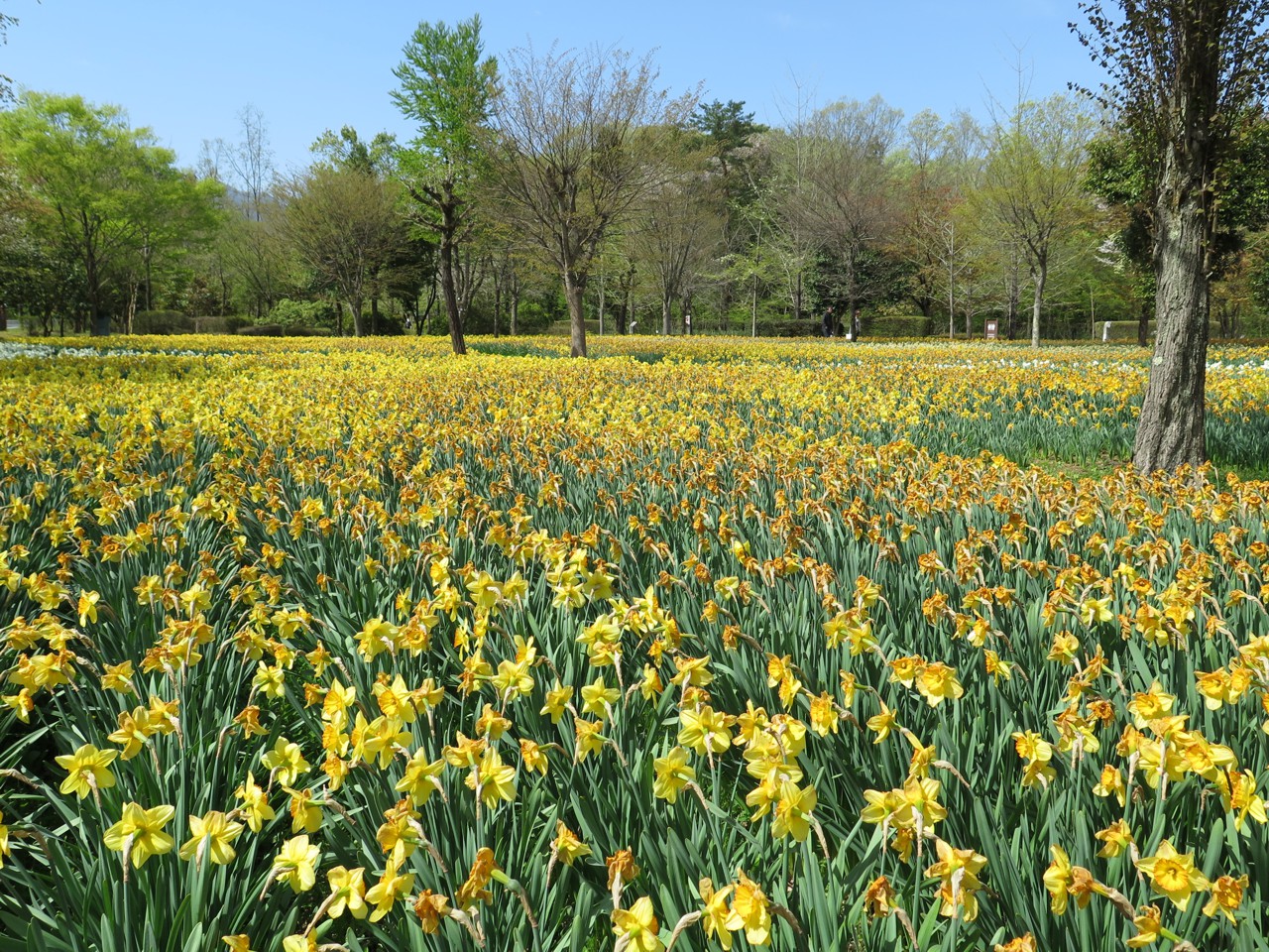 スイセンの開花状況　４月１８日（晴）
