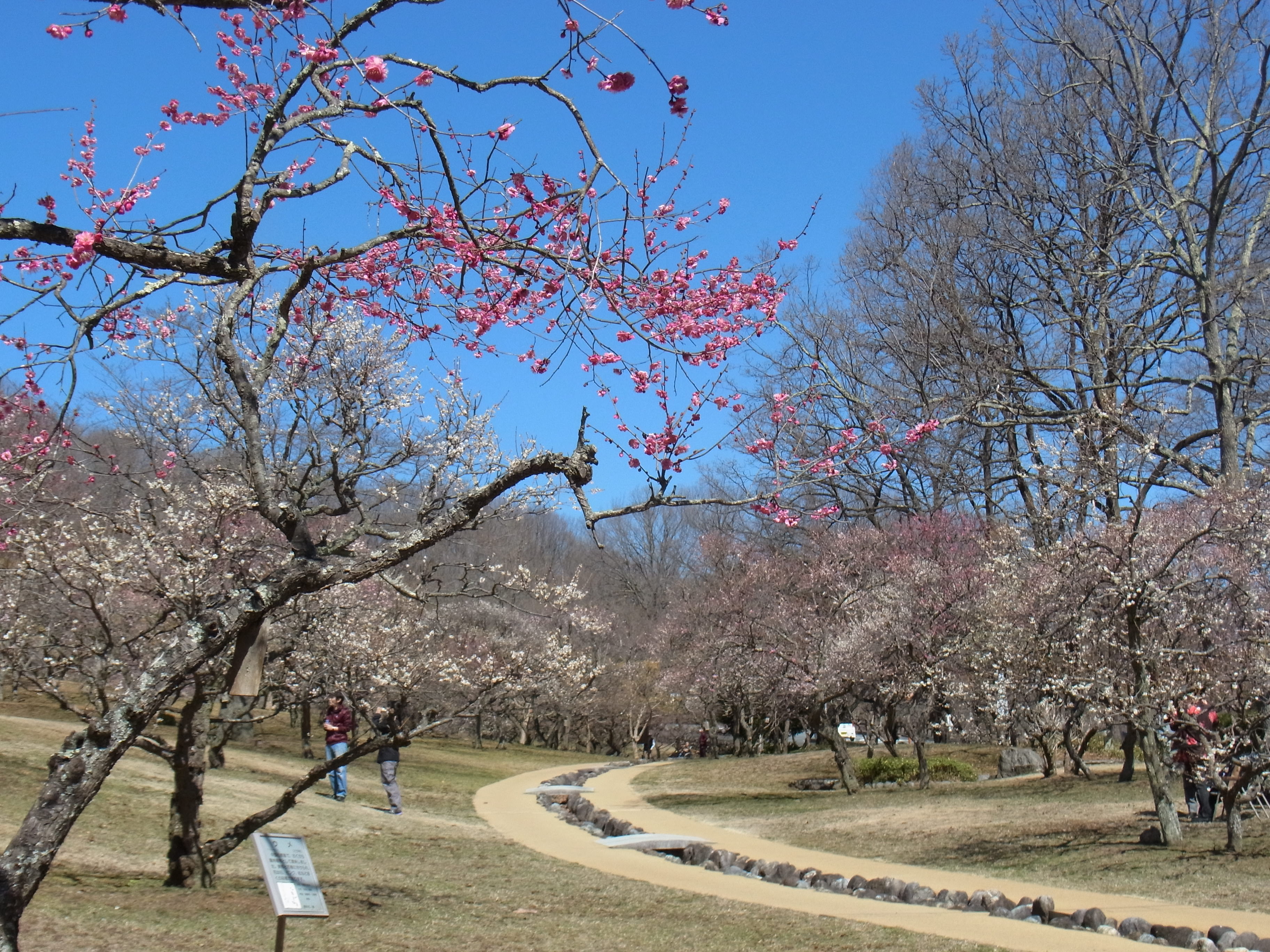 梅園　開花情報　3月22日（晴）