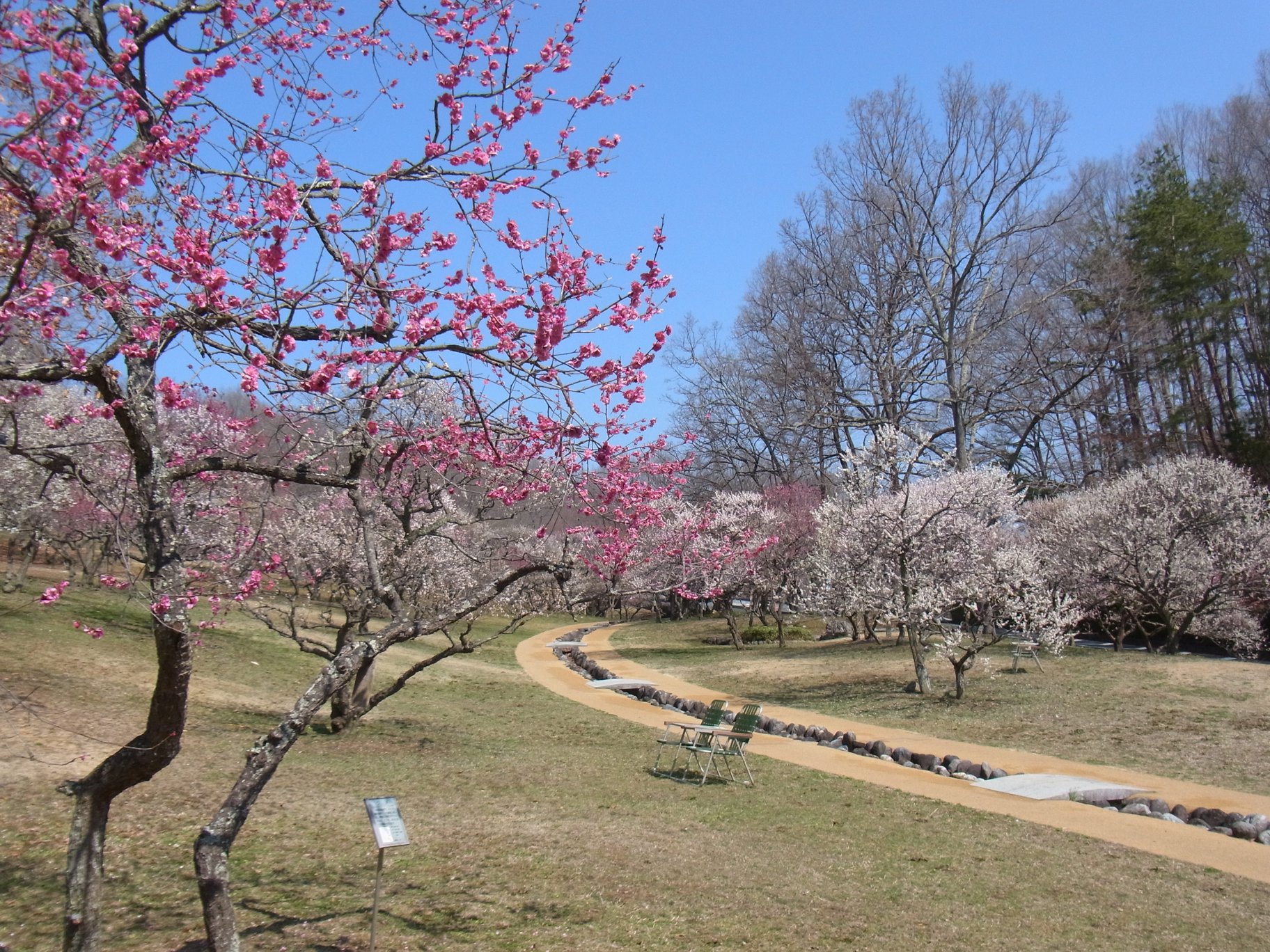 梅園　開花情報　3月28日（晴）