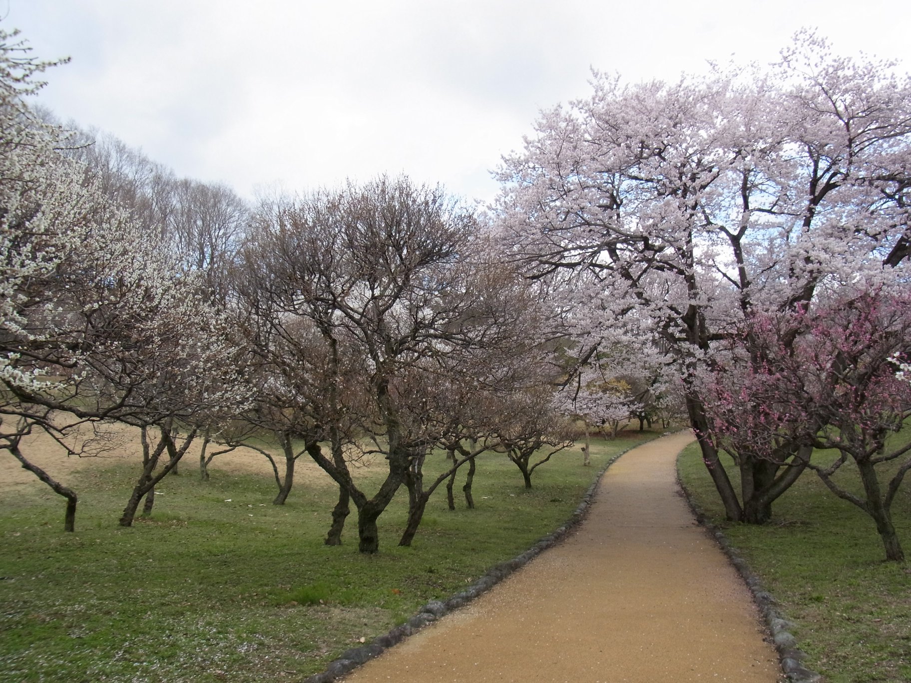 梅園　開花情報　4月4日（曇）
