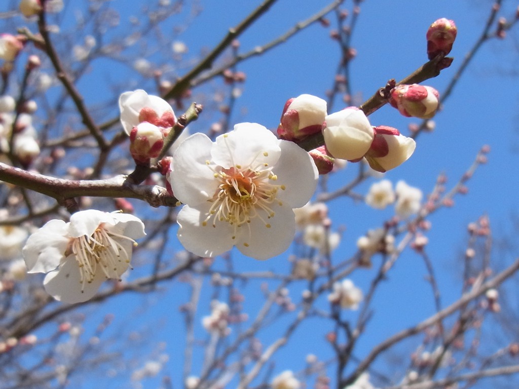 梅園　開花情報　３月１３日（金）