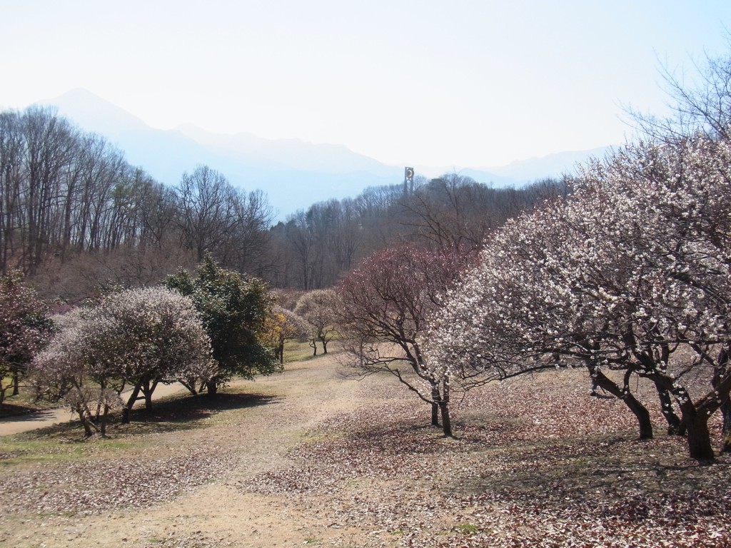梅園　開花情報　３月１７日（火）