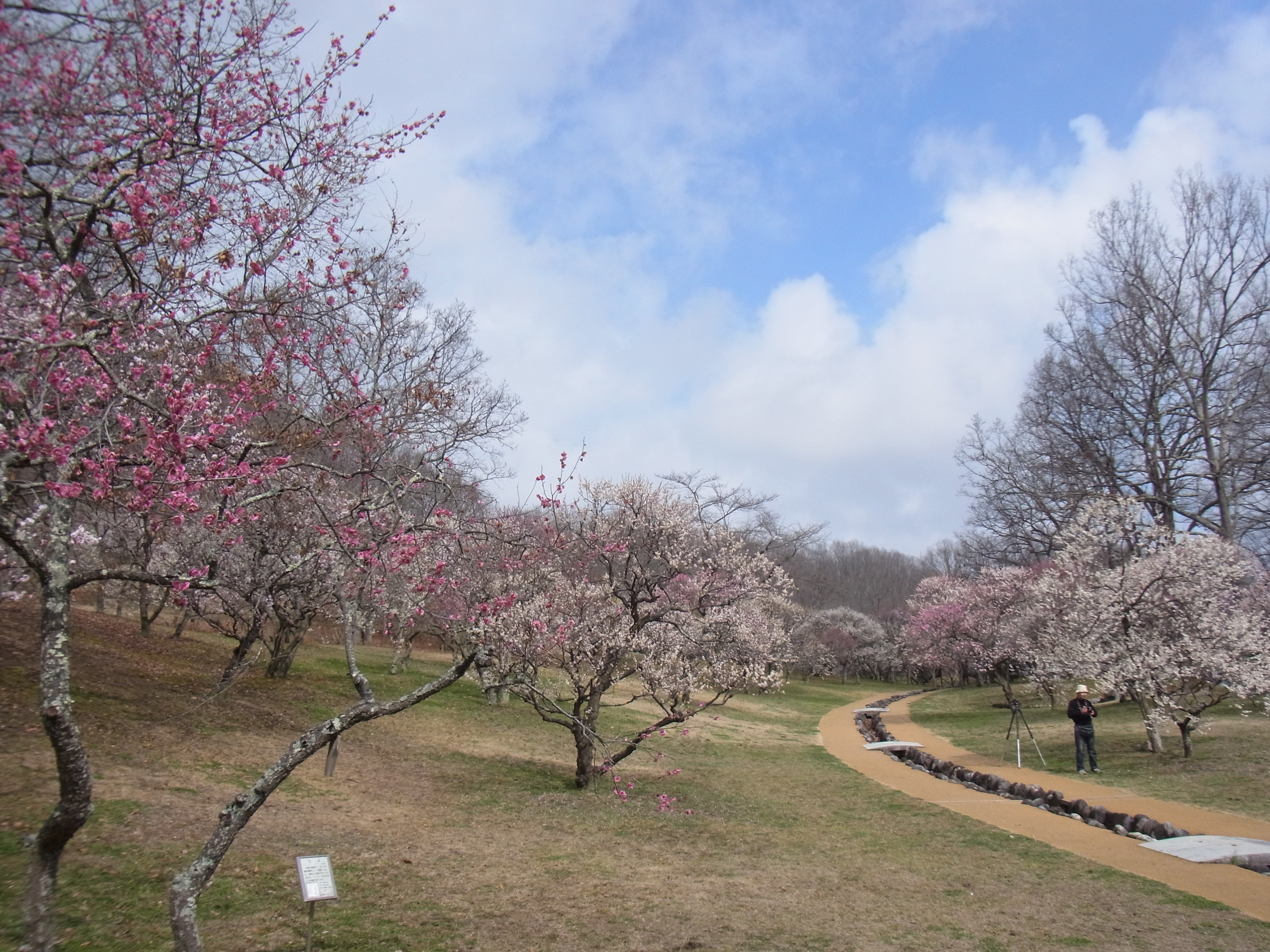 梅園　開花情報　３月２０日（金）