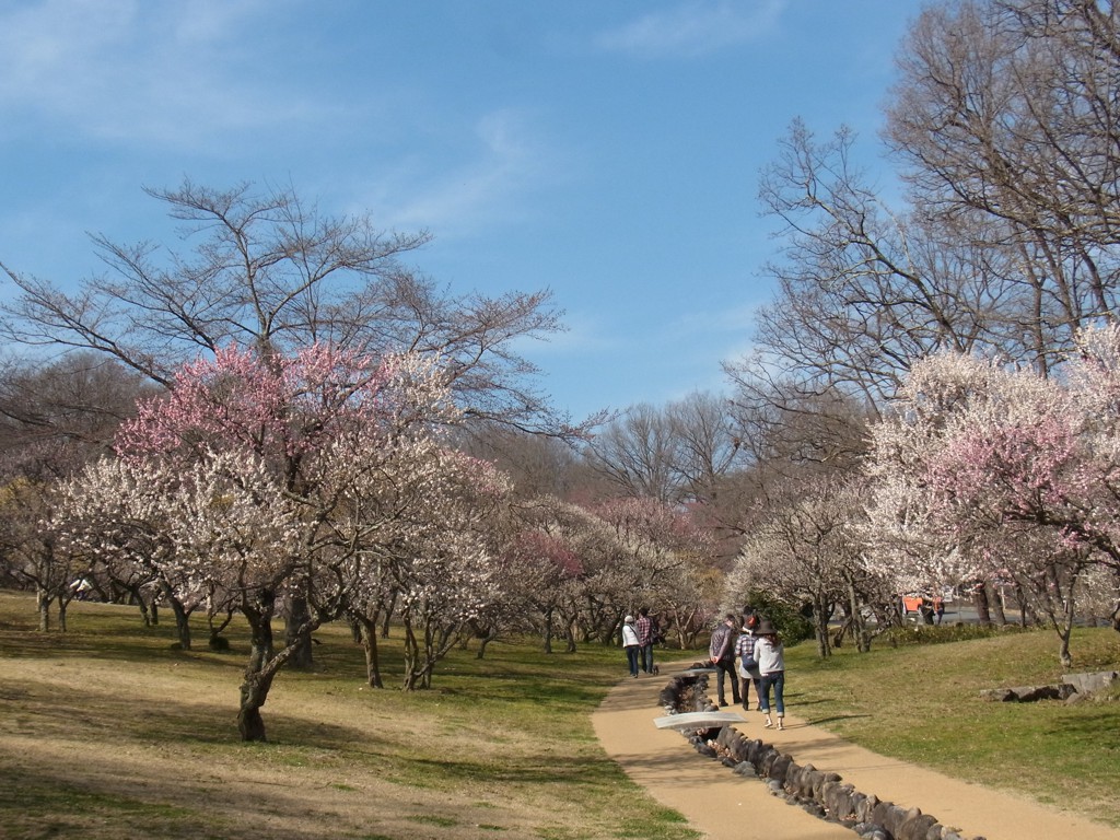 梅園　開花情報　３月２８日（土）