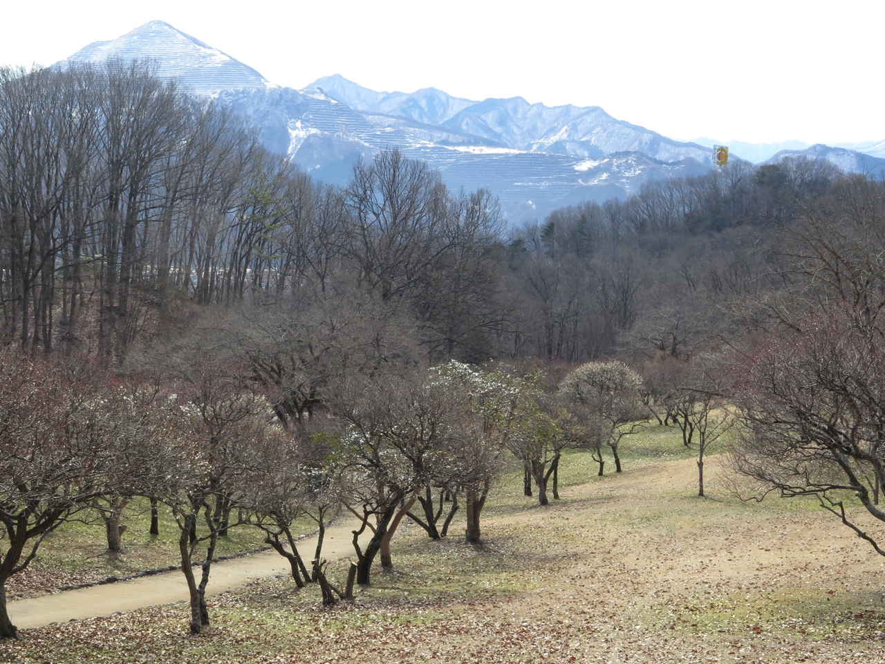 梅園　開花情報　2月17日（曇）